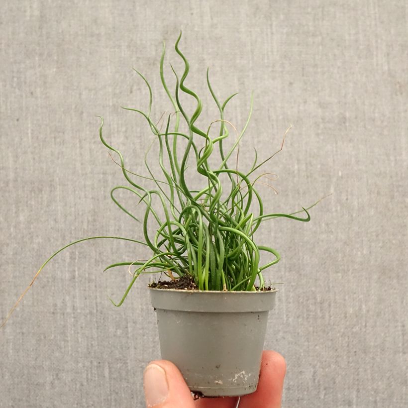 Exemplaar van Juncus effusus Spiralis - Krulpitrus Mini-kamerplanten zoals geleverd in de lente