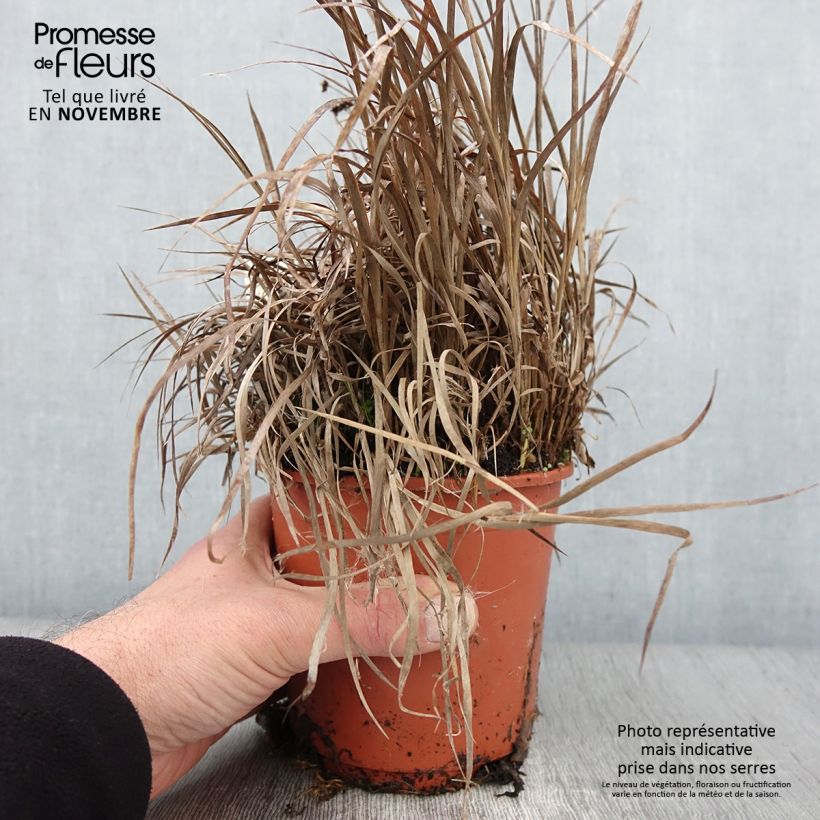 Exemplaar van Juncus ensifolius - Zwaardrus Pot van 1 l/1,5 l zoals geleverd in de herfst