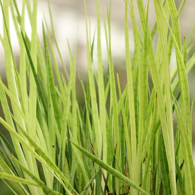 Juncus ensifolius - Zwaardrus (Blad)