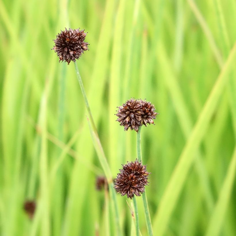 Juncus ensifolius - Zwaardrus (Bloei)