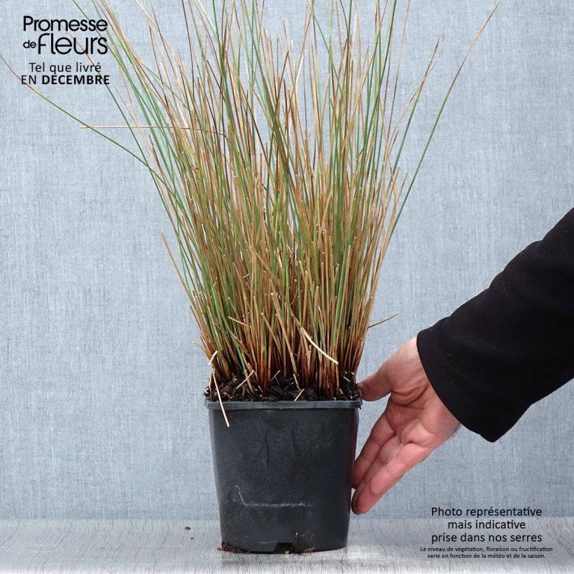 Exemplaar van Juncus inflexus Blue Arrows - Jonc glauque Pot de 2L/3L zoals geleverd in de herfst