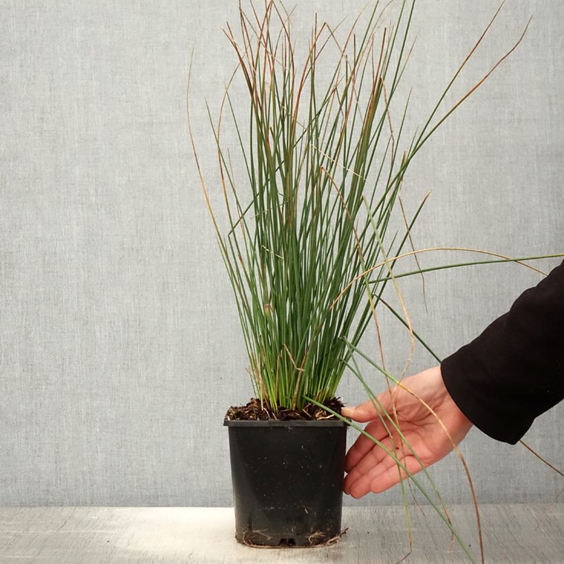 Exemplaar van Juncus inflexus Blue Arrows - Zeegroene rus Pot van 2 l/3 l zoals geleverd in de lente