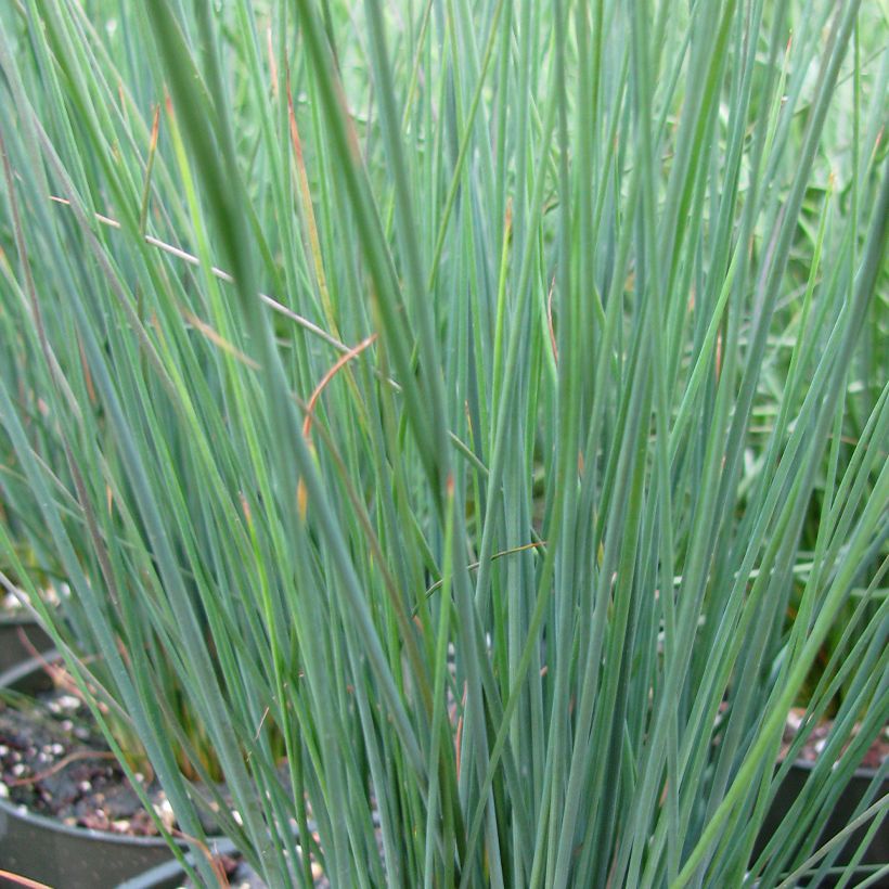 Juncus inflexus Blue Arrows - Zeegroene rus (Foliage)