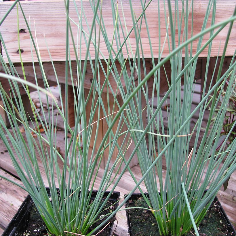 Juncus inflexus Blue Arrows - Zeegroene rus (Groeiplaats)