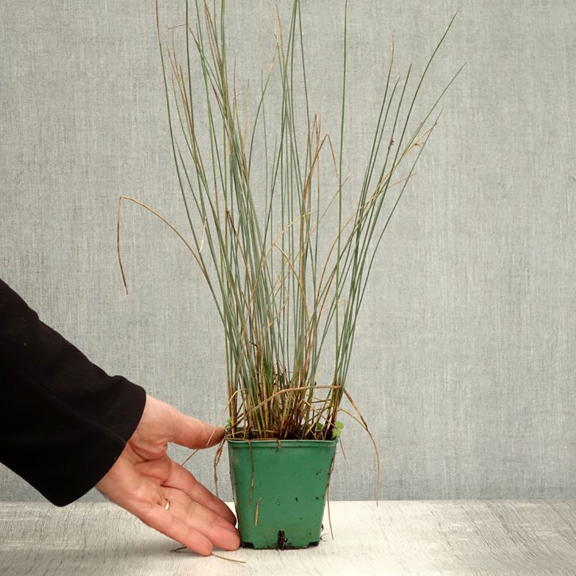 Exemplaar van Juncus inflexus Blue Dart - Jonc glauque Godet de 8/9 cm zoals geleverd in de herfst