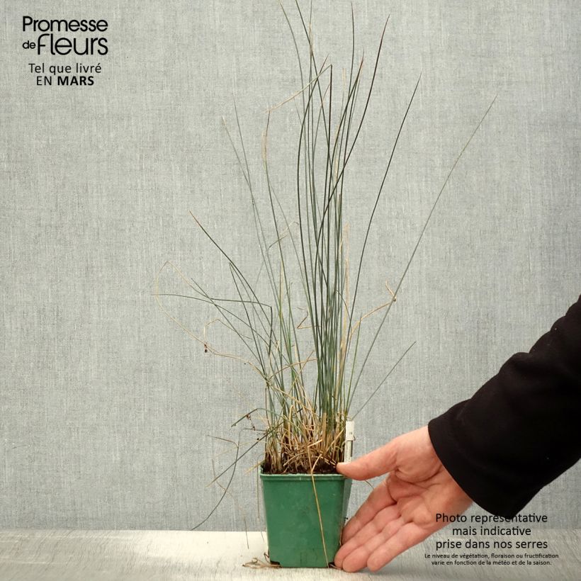 Exemplaar van Juncus inflexus Blue Dart - Zeegroene rus Kweekpotje van 8/9 cm zoals geleverd in de lente