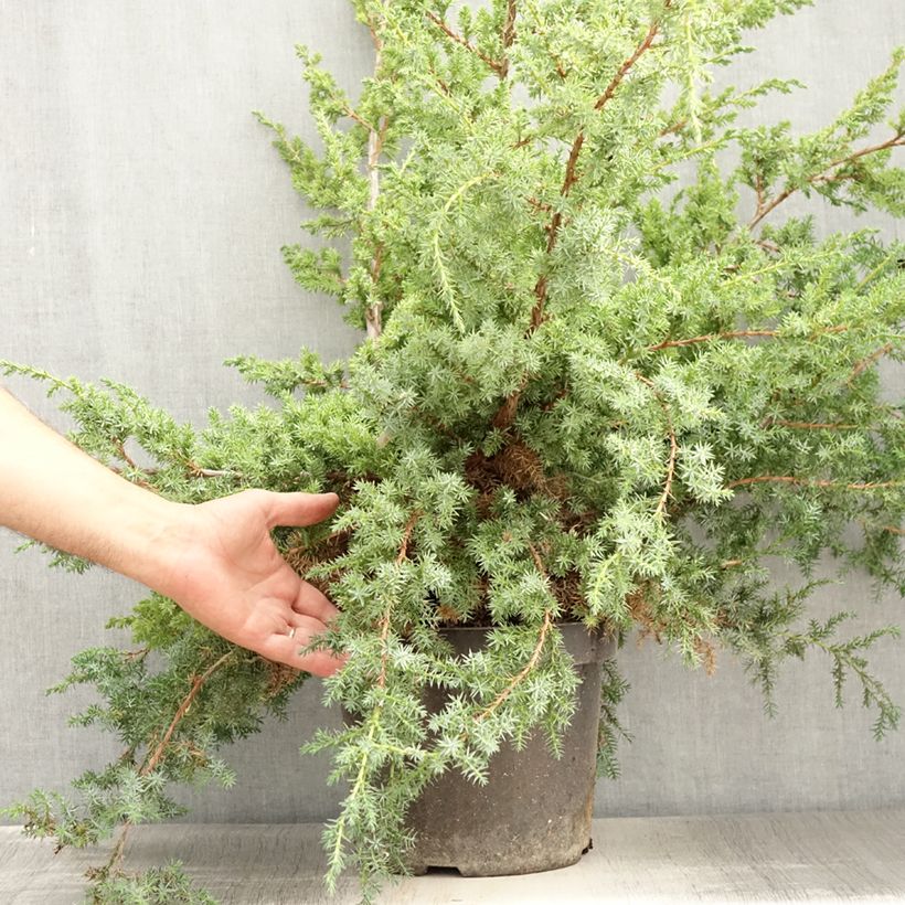Exemplaar van Juniperus chinensis Blue Alps - Chinese jeneverbes Pot van 7,5 l/10 l zoals geleverd in de zomer