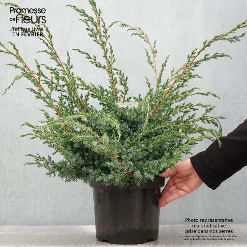 Example of Juniperus chinensis Blue Alps - Chinese jeneverbes Pot van 7,5 l/10 l as you get in hiver