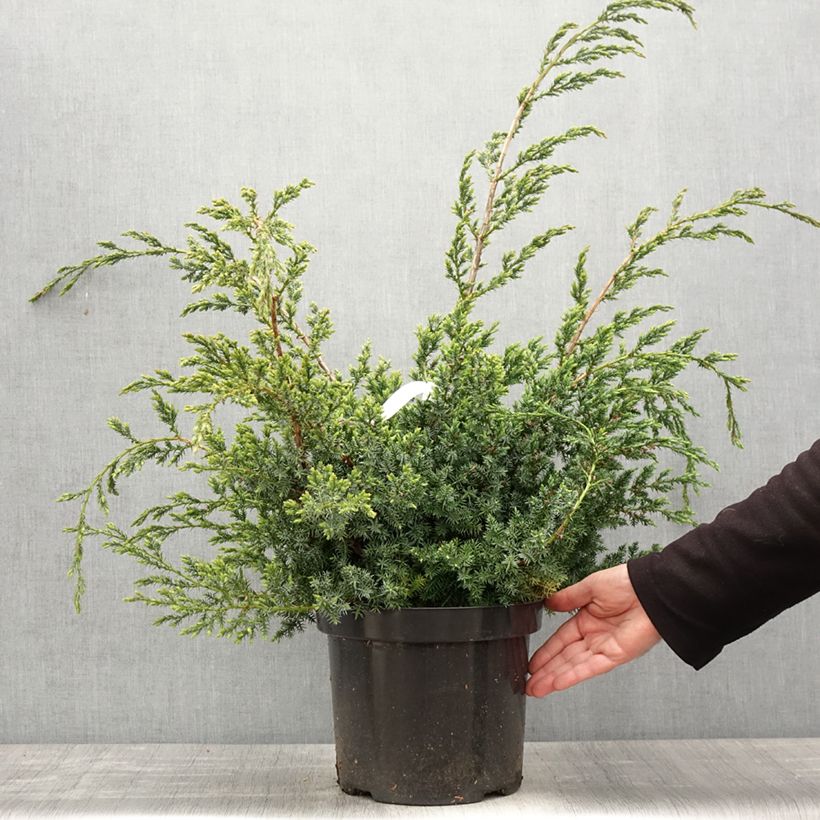 Exemplaar van Juniperus chinensis Blue Alps - Chinese jeneverbes Pot van 7,5 l/10 l zoals geleverd in de lente
