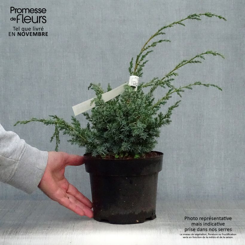 Exemplaar van Juniperus chinensis Blue Alps - Chinese jeneverbes Pot van 2 l/3 l zoals geleverd in de herfst