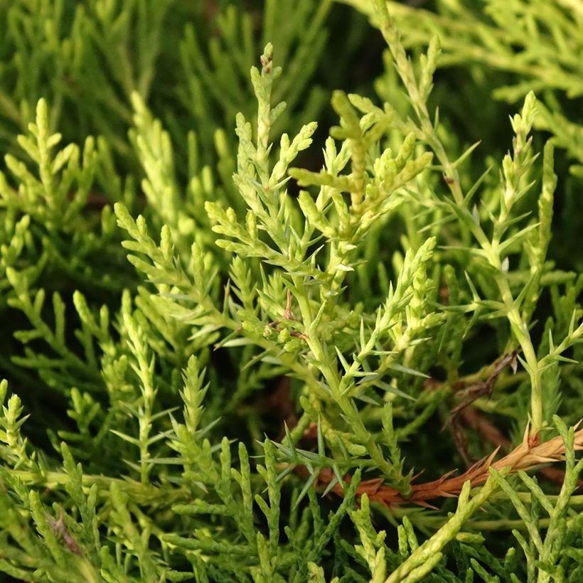 Juniperus chinensis Golden Saucer - Jeneverbes (Blad)