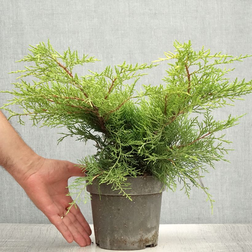 Exemplaar van Juniperus chinensis Golden Saucer - Jeneverbes Pot van 2 l/3 l zoals geleverd in de zomer