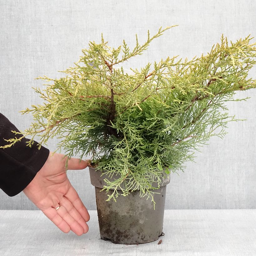 Example of Juniperus chinensis Golden Saucer - Genévrier hybride Pot van 2 l/3 l as you get in hiver