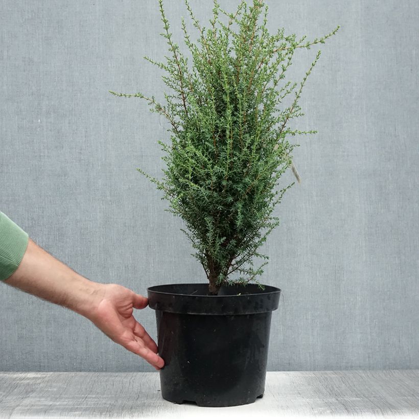 Exemplaar van Juniperus communis Arnold - Jeneverbes Pot van 7,5 l/10 l zoals geleverd in de zomer
