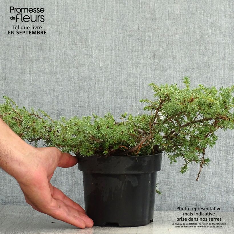Exemplaar van Juniperus communis Hornibrookii - Jeneverbes Pot van 2 l/3 l zoals geleverd in de zomer