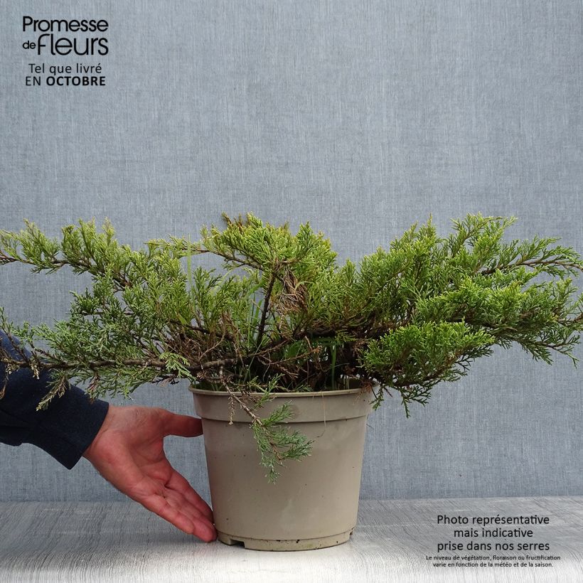 Exemplaar van Juniperus sabina Rockery Gem - Savin-jeneverbes Pot van 4 l/5 l zoals geleverd in de herfst