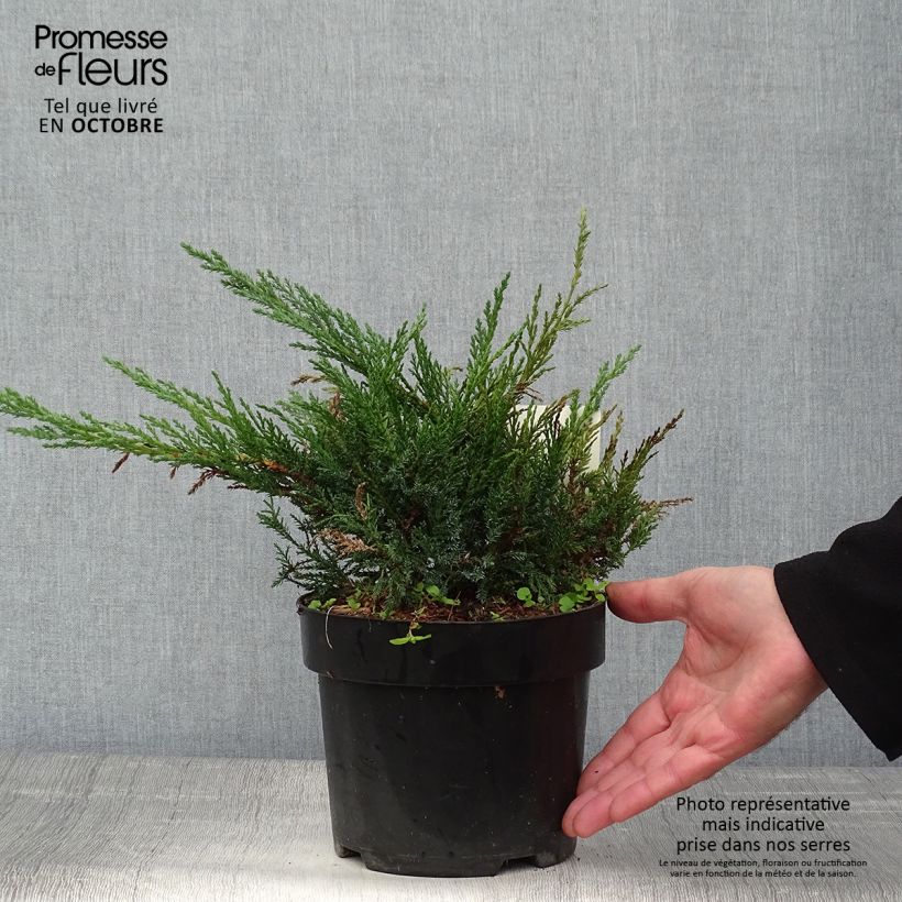 Exemplaar van Juniperus sabina Tamariscifolia - Savin-jeneverbes Pot van 2 l/3 l zoals geleverd in de herfst