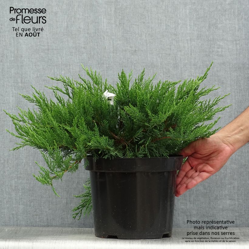 Exemplaar van Juniperus sabina Tamariscifolia - Savin-jeneverbes Pot van 7,5 l/10 l zoals geleverd in de zomer
