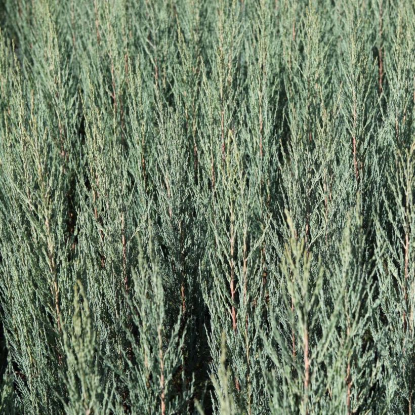 Juniperus scopulorum Blue Arrow - Jeneverbes (Foliage)