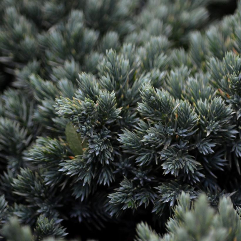 Juniperus squamata Blue Star - Himalaya jeneverbes (Foliage)