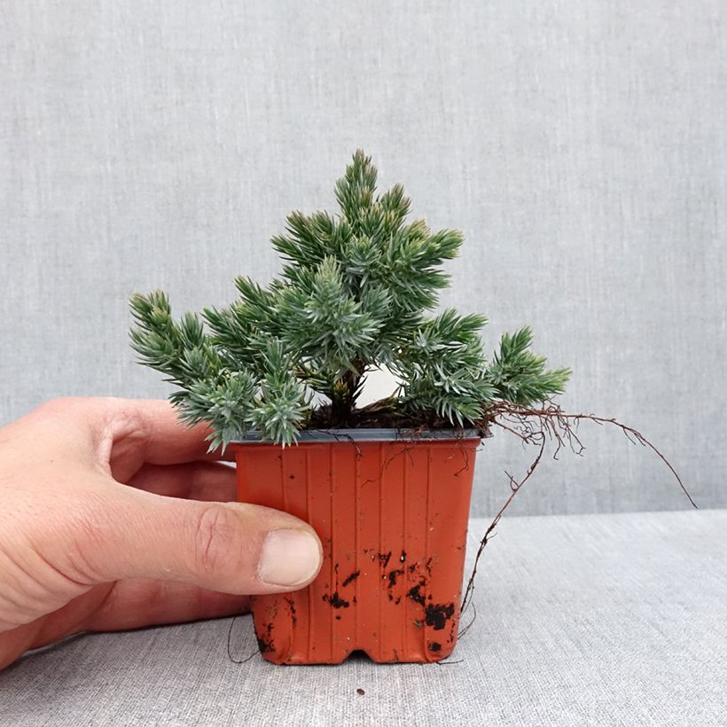 Exemplaar van Juniperus squamata Blue Star - Himalaya jeneverbes Kweekpotje van 8/9 cm zoals geleverd in de lente