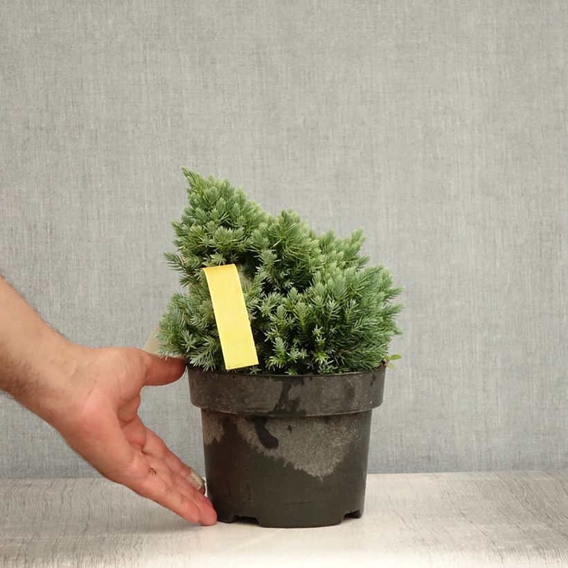 Exemplaar van Juniperus squamata Blue Star - Himalaya jeneverbes Pot van 2 l/3 l zoals geleverd in de zomer
