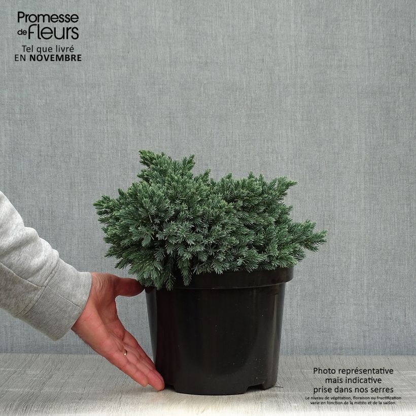 Exemplaar van Juniperus squamata Blue Star - Himalaya jeneverbes Pot van 3 l/4 l zoals geleverd in de herfst