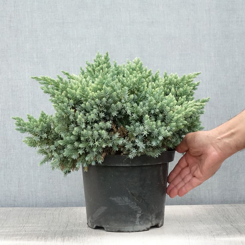 Exemplaar van Juniperus squamata Blue Star - Himalaya jeneverbes Pot van 3 l/4 l zoals geleverd in de zomer