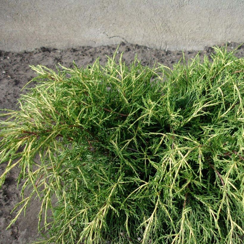 Juniperus media Gold Coast - Jeneverbes (Foliage)