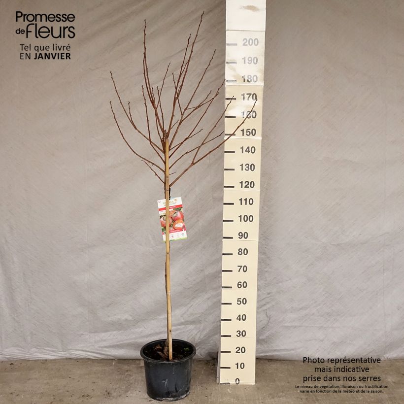 Exemplaar van Kakiboom Muscat Pot van 12 l/15 l, Half-hoge stam zoals geleverd in de winter