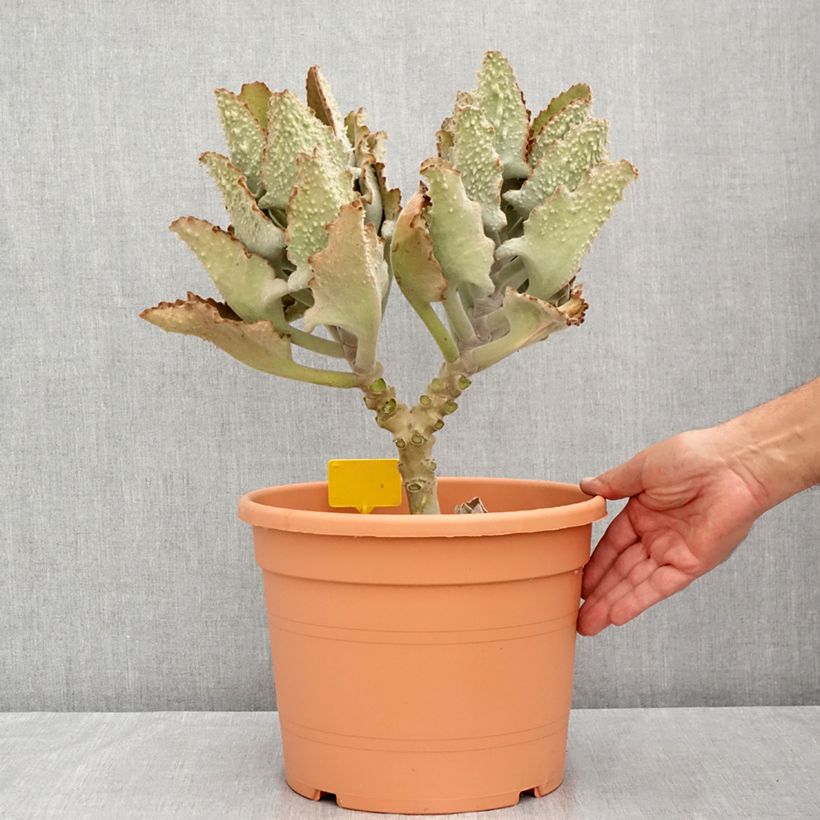 Exemplaar van Kalanchoë beharensis Fang - Flambo plant Pot van 7,5 l/10 l zoals geleverd in de zomer