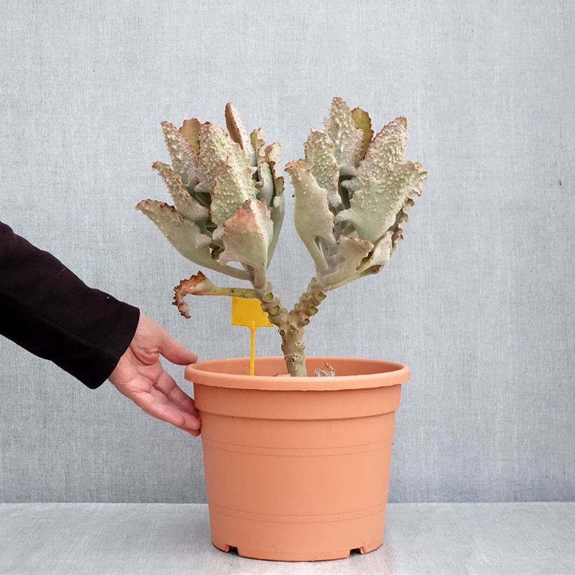 Exemplaar van Kalanchoë beharensis Fang - Flambo plant Pot van 7,5 l/10 l zoals geleverd in de herfst