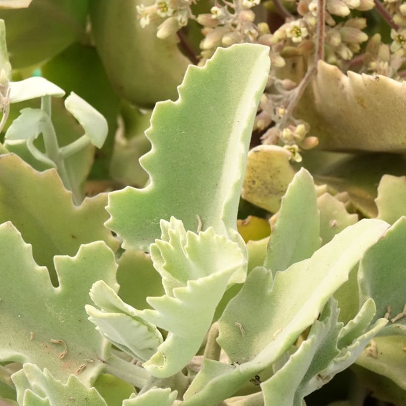 Kalanchoë Oak Leaf - Flambo plant (Blad)