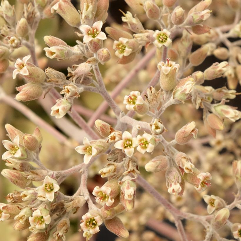 Kalanchoë Oak Leaf - Flambo plant (Bloei)