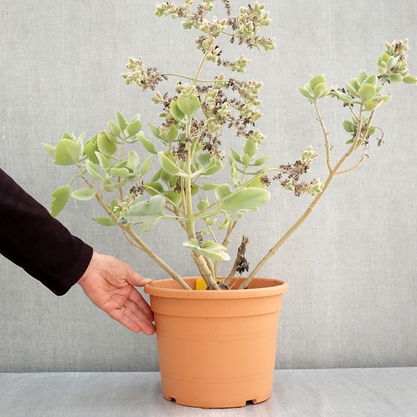 Exemplaar van Kalanchoë Oak Leaf - Flambo plant Pot van 7,5 l/10 l zoals geleverd in de herfst