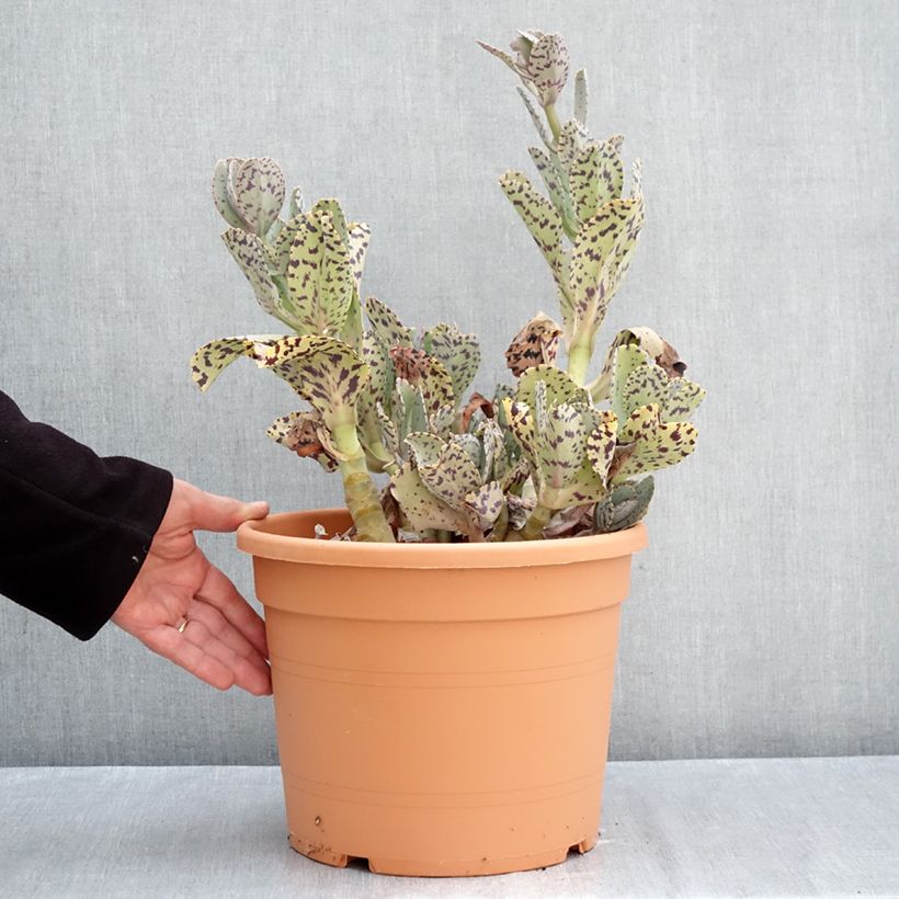 Exemplaar van Kalanchoe marmorata - Marmerplant Pot van 7,5 l/10 l zoals geleverd in de herfst