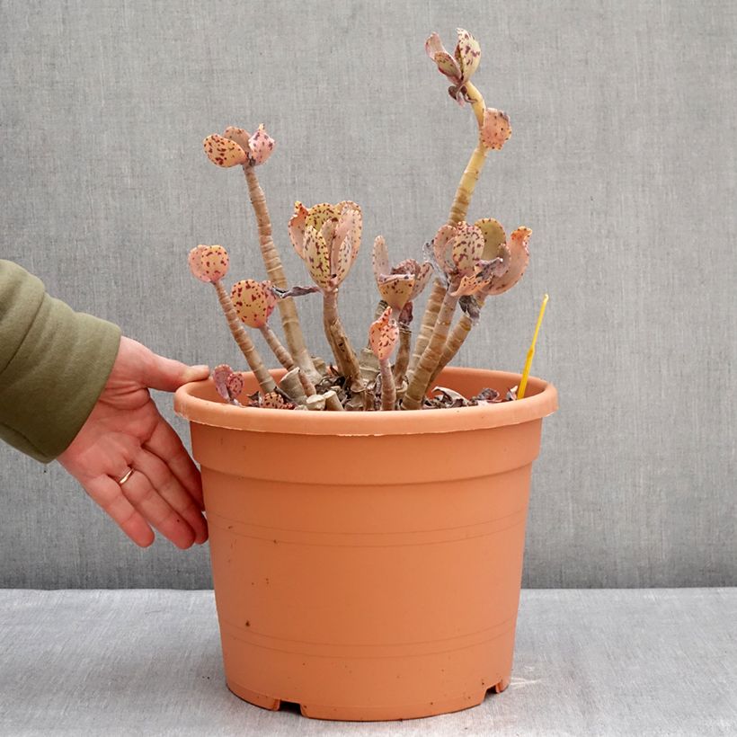 Example of Kalanchoe marmorata - Kalanchoé marbré Pot van 7,5 l/10 l as you get in hiver