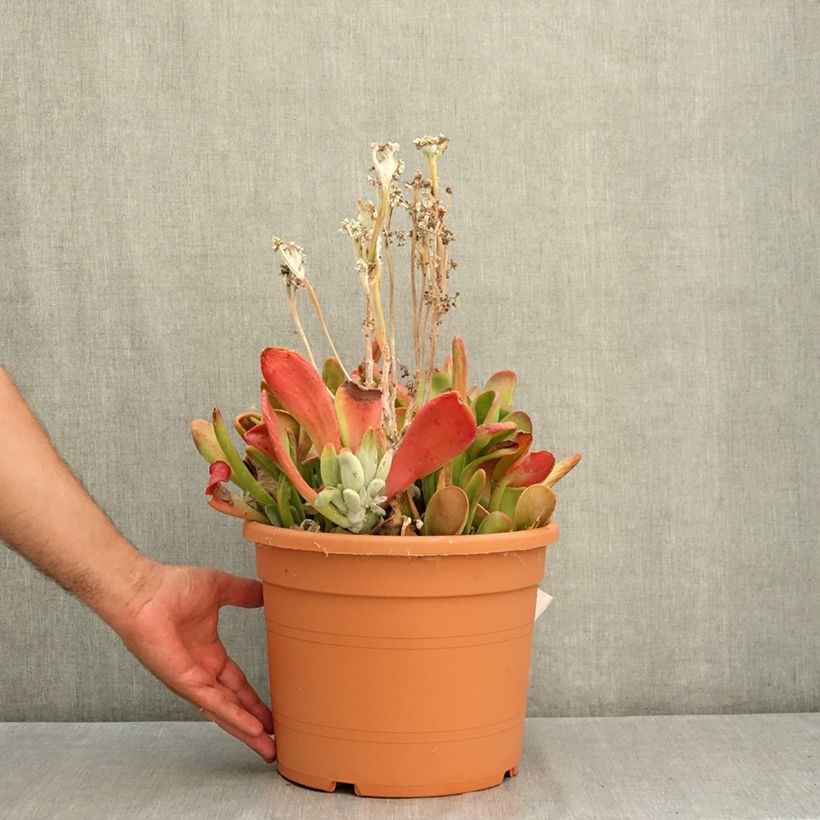 Exemplaar van Kalanchoë Oricula - Flambo plant Pot van 7,5 l/10 l zoals geleverd in de zomer