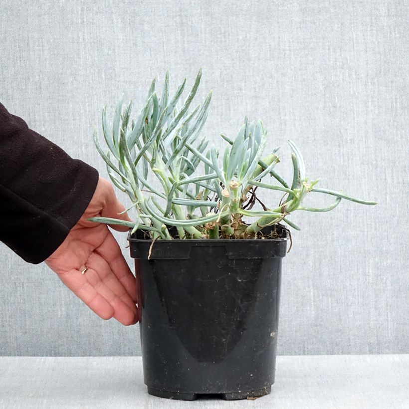 Exemplaar van Kalanchoe thyrsiflora Bronze Sculpture - Woestijnroos Pot van 2 l/3 l zoals geleverd in de lente