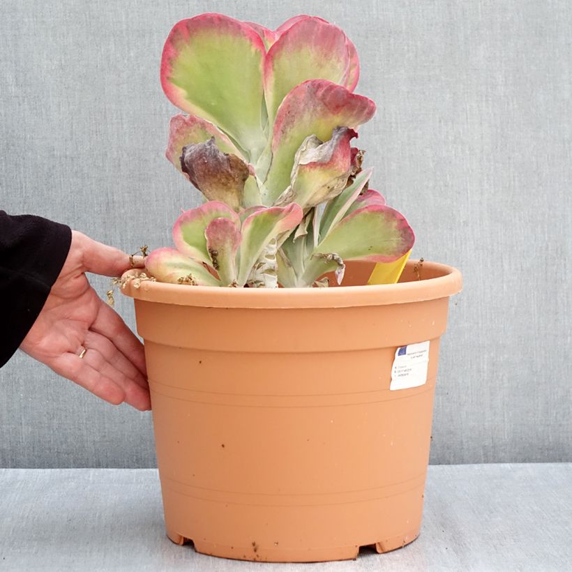 Exemplaar van Kalanchoe thyrsiflora - Woestijnroos Pot van 7,5 l/10 l zoals geleverd in de herfst