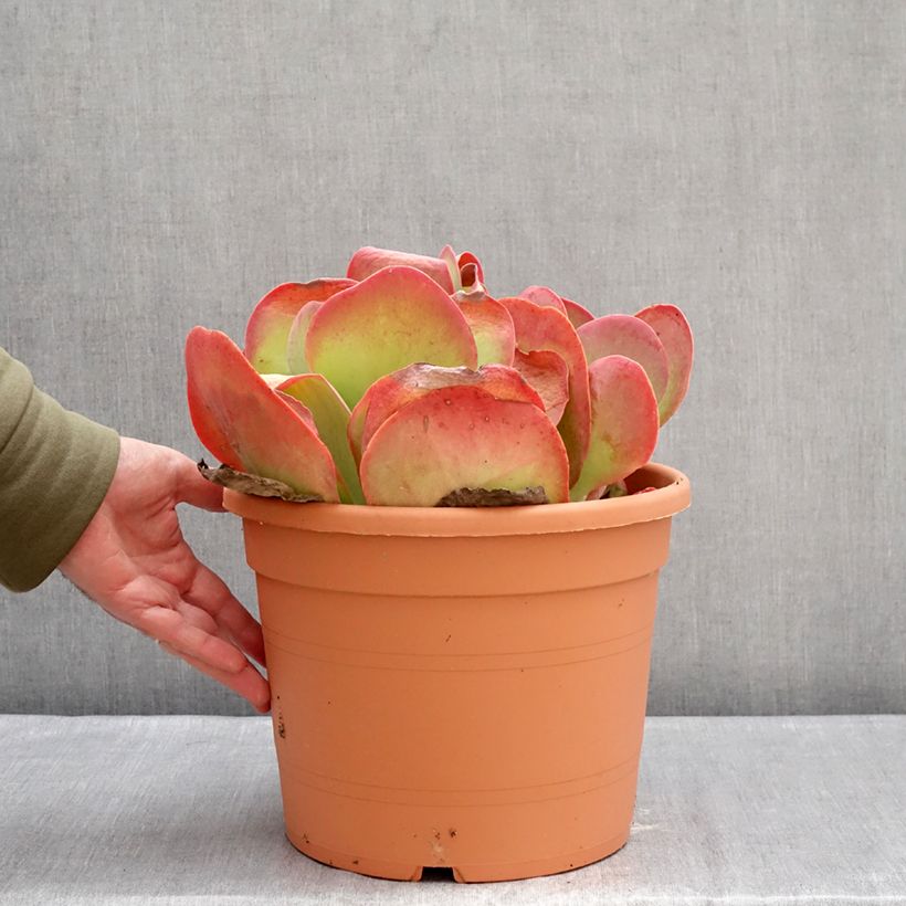 Example of Kalanchoe thyrsiflora - Kalanchoé à thyrses Pot van 7,5 l/10 l as you get in hiver
