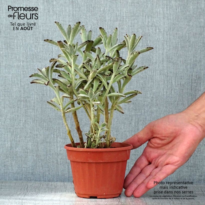 Exemplaar van Kalanchoe tomentosa - Pandaplant Pot van 12 cm / 13 cm zoals geleverd in de zomer