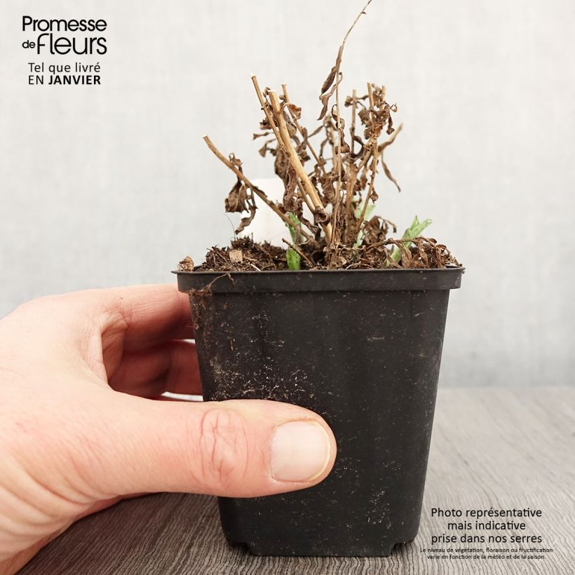 Example of Kalimeris incisa Alba Kweekpotje van 8/9 cm as you get in hiver