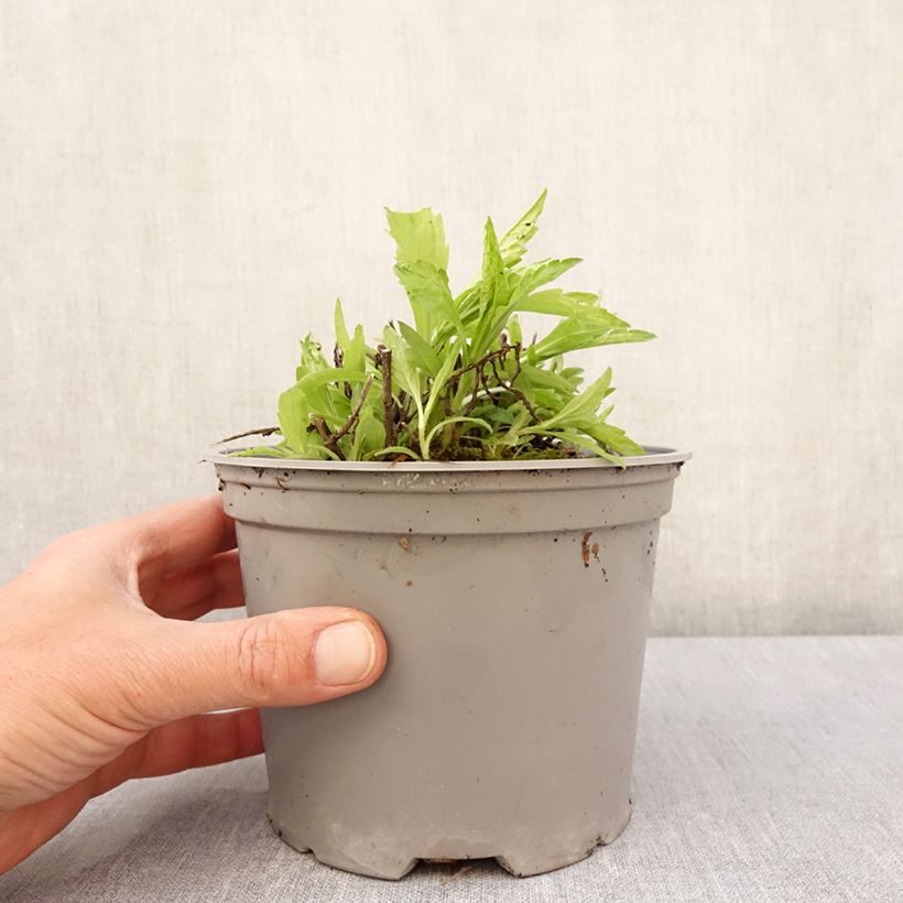 Exemplaar van Kalimeris incisa Charlotte - Zomeraster Pot van 2 l/3 l zoals geleverd in de lente