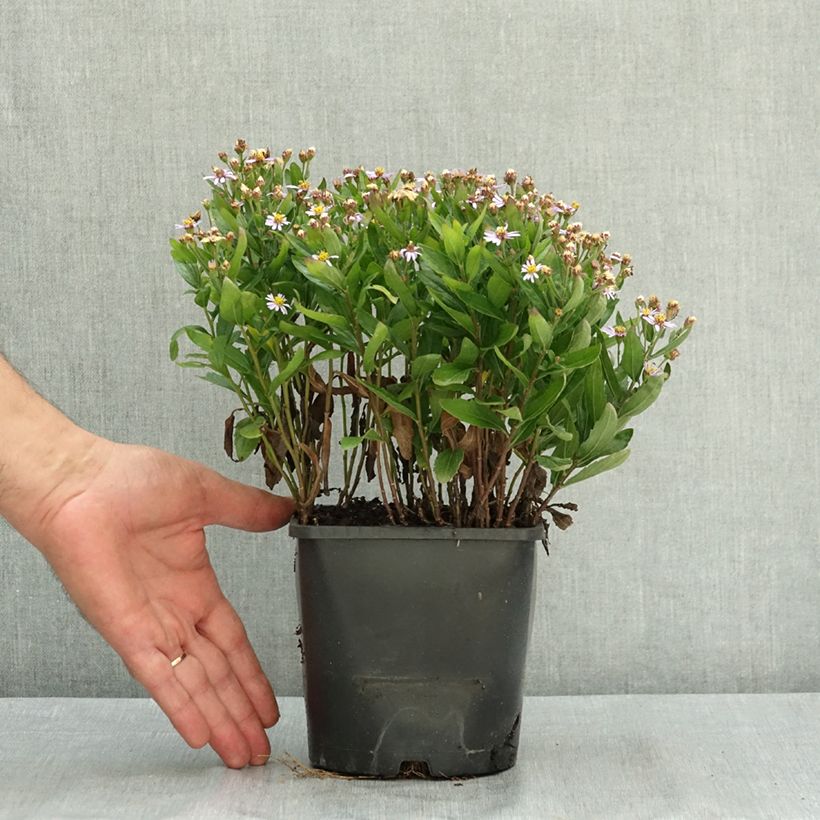 Exemplaar van Kalimeris incisa Nana Blue - Zomeraster Pot van 2 l/3 l zoals geleverd in de zomer