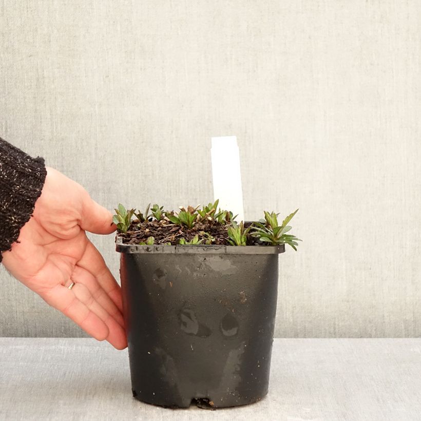 Exemplaar van Kalimeris incisa Nana Blue - Zomeraster Pot van 2 l/3 l zoals geleverd in de winter