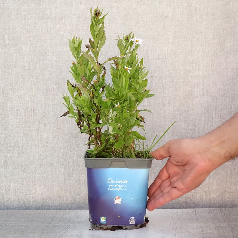 Exemplaar van Kalimeris incisa - Zomeraster Pot van 2 l/3 l zoals geleverd in de zomer