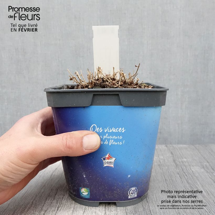 Example of Kalimeris incisa Pot van 2 l/3 l as you get in hiver