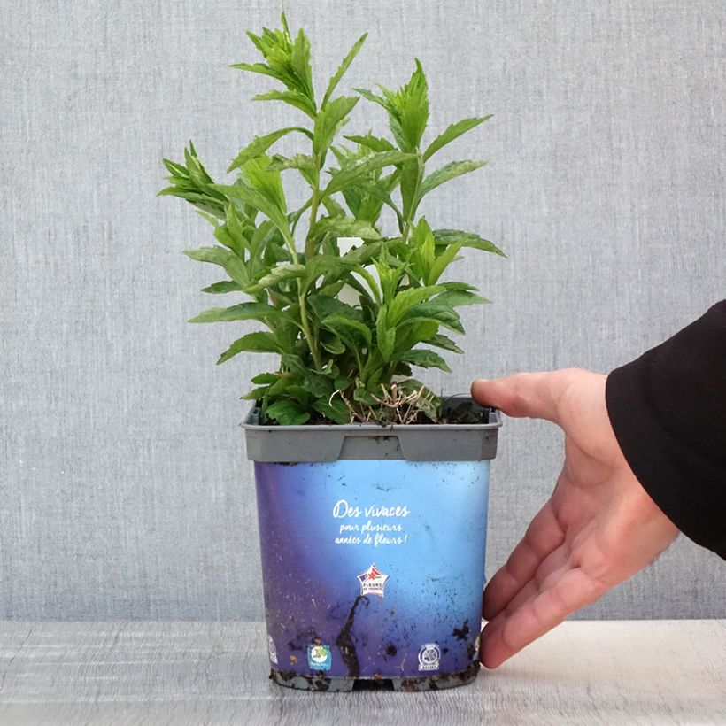 Exemplaar van Kalimeris incisa - Zomeraster Pot van 2 l/3 l zoals geleverd in de lente