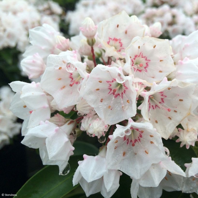 Kalmia latifolia Zebulon - Lepeltjesboom (Flowering)